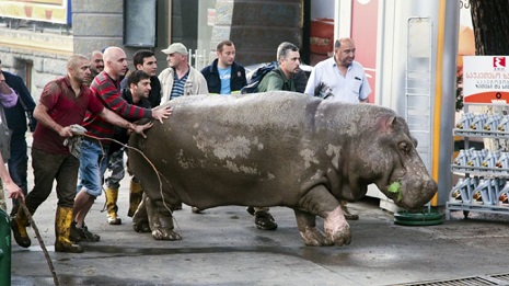 Chaos and panic: Deadly floods bring fear over escaped zoo animals - VIDEO